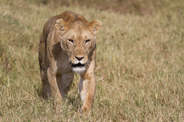 Fototapeta na wymiar Portret spaceru lwa dzikiego