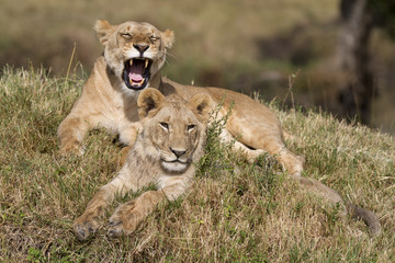 Fototapeta premium Portrait of a wild lion