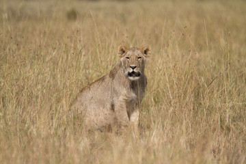 Portrait of a wild lion