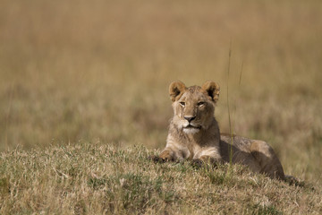 Portrait of a wild lion