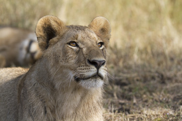 Portrait of a wild lion