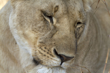 Fototapeta premium Portrait of a wild lion