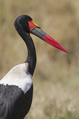 Portait of saddle-billed stork