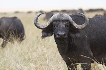 Zelfklevend Fotobehang Afrikaanse Kaapse buffel © Pedro Bigeriego