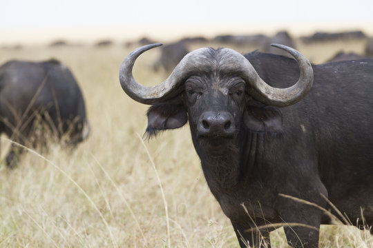 African cape buffalo