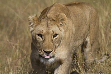 Portrait of a wild lion