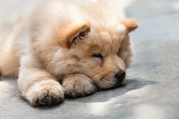 Cute puppy chow chow