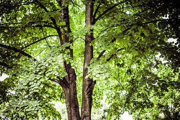Old tree with green leaves over blurred background