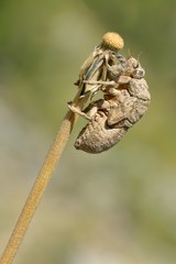 Exuvia of cicada on grass
