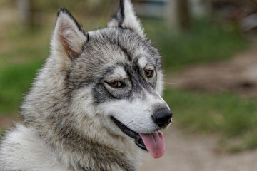 husky dog