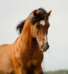 Fototapeta premium horse run