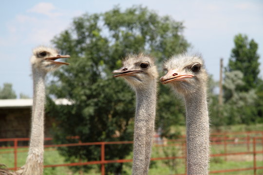 Ostrich in a group