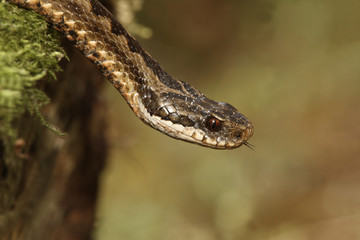 Adder, Vipera berus