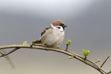 Obraz premium Tree sparrow, Passer montanus