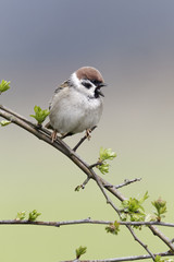 Tree sparrow, Passer montanus