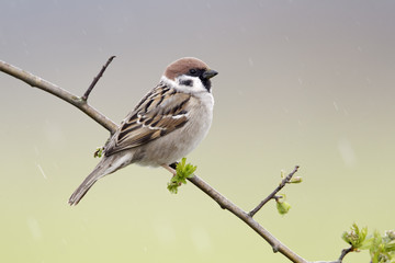 Obraz premium Tree sparrow, Passer montanus