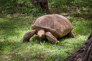 Giant Galapagos turtle