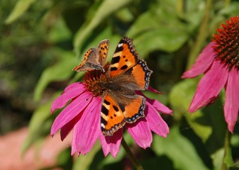 Schmetterling auf Blüte Echinacea