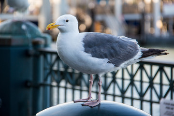 Möwe auch Beobachtungsposten