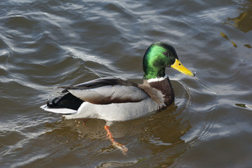 Obraz premium Mallard duck