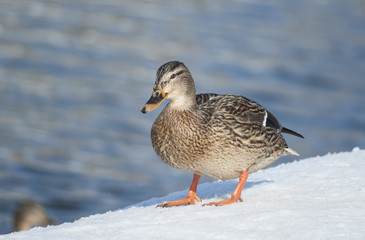 Mallard duck