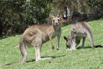 Naklejka na ściany i meble kangourou i trenować żłobie