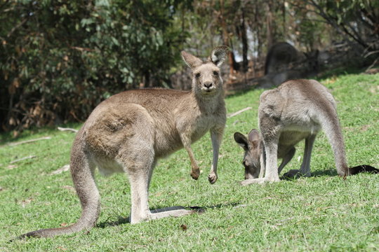kangourou en train de manger