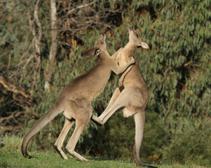 combat de kangourous