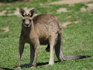 Naklejka na ściany i meble samiec kangura
