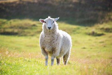 Obraz na płótnie Canvas Sheep in the New Zealand wilderness