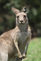 Naklejka na ściany i meble Portret kangourou