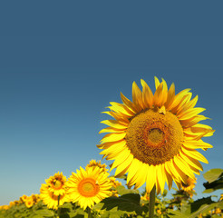 Fototapeta premium Bee and sunflower