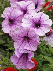 Petunia Cascade