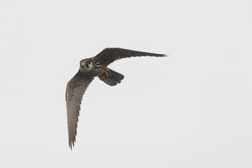 Hobby, Falco subbuteo