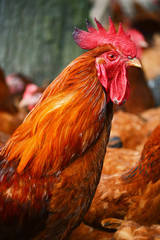 Rooster on traditional free range poultry farm