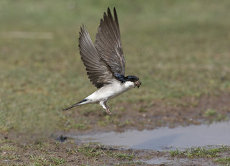 House martin, Delichon urbica,
