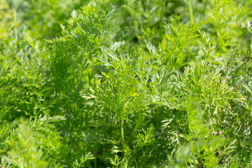background carrot tops