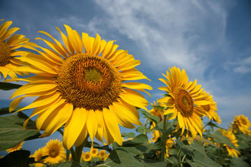 青空とヒマワリ畑