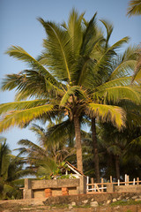Fototapeta premium Tropical Paradise - Varkala