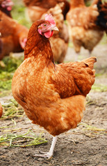 Traditional free range poultry farming