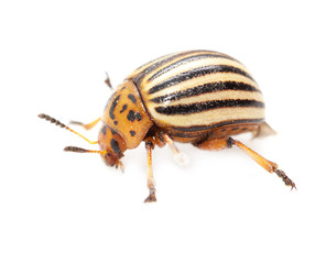 Colorado potato beetle on a white background