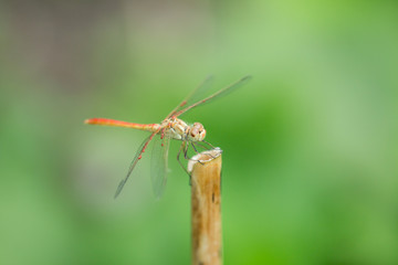 Fototapeta na wymiar dragonfly in nature. macro