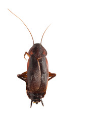 cockroach on white background. macro