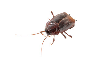 cockroach on white background. macro