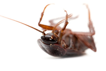 cockroach on white background. macro