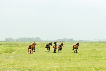 Five horses in a green meadow