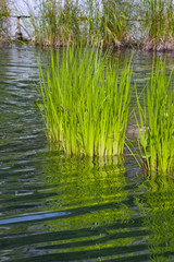 White Rush Pond Plant