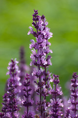 Obraz premium Purple lupine