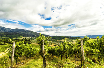 A vineyard in the Tuscan countryside.