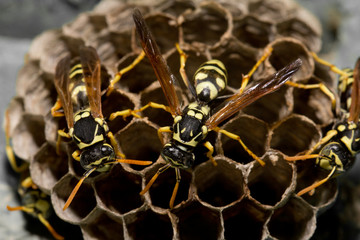 wasps on comb. macro